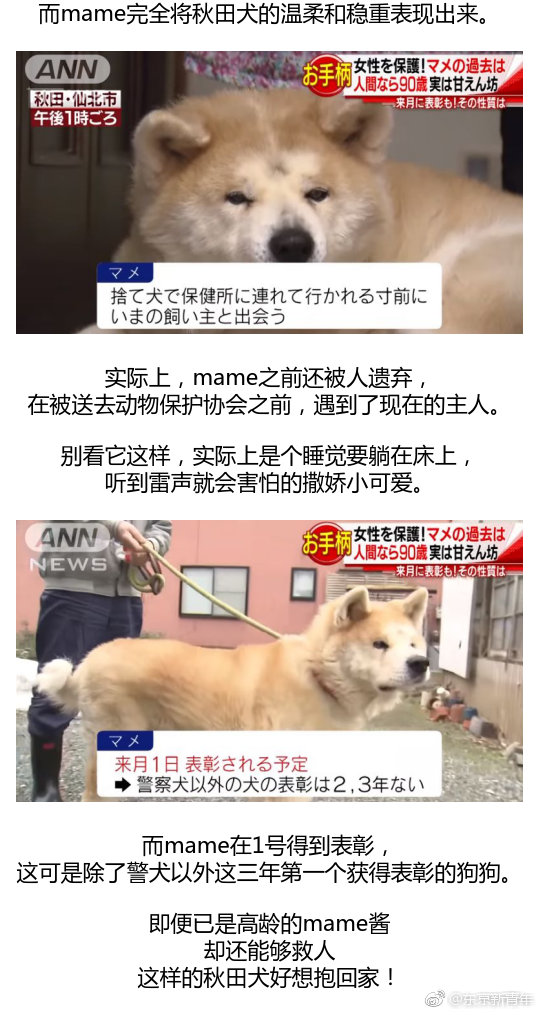 探偵 平和的 ブランデー 保健所 通報 犬 Rafaroi Org 探偵 平和的 ブランデー 保健所 通報 犬 Rafaroi Org