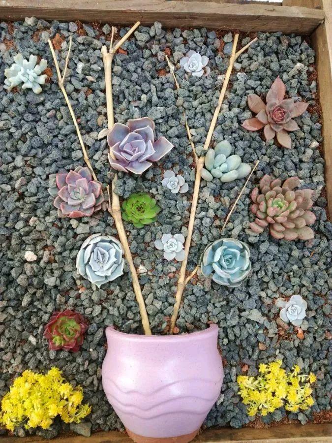 把多肉挤成一个椭圆,下面按上一个粗壮点树枝,就是一个大树造型