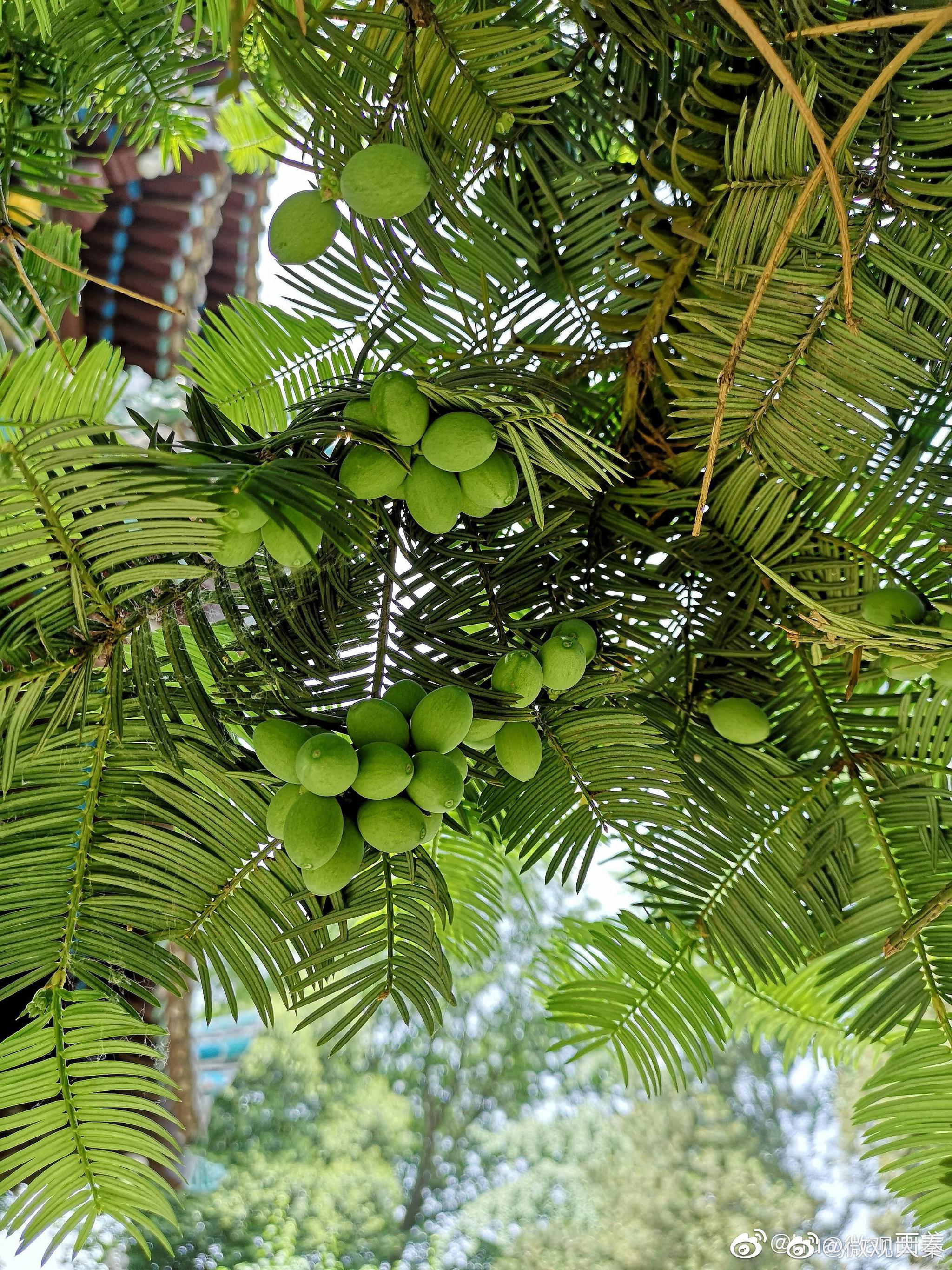 香榧又名中国榧,为红豆杉科榧树属常绿乔木