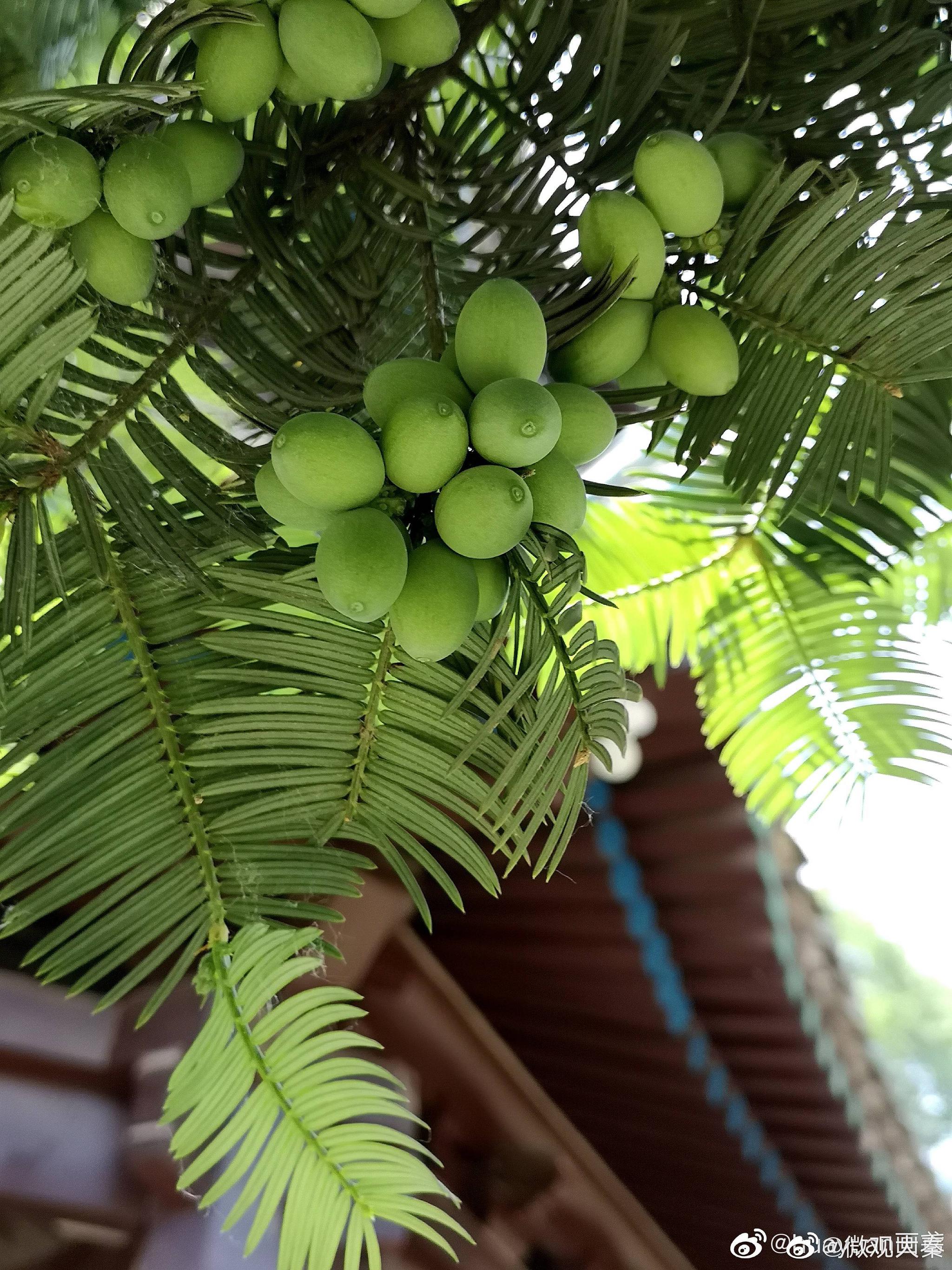 西安大清真寺遇见中国原产树种