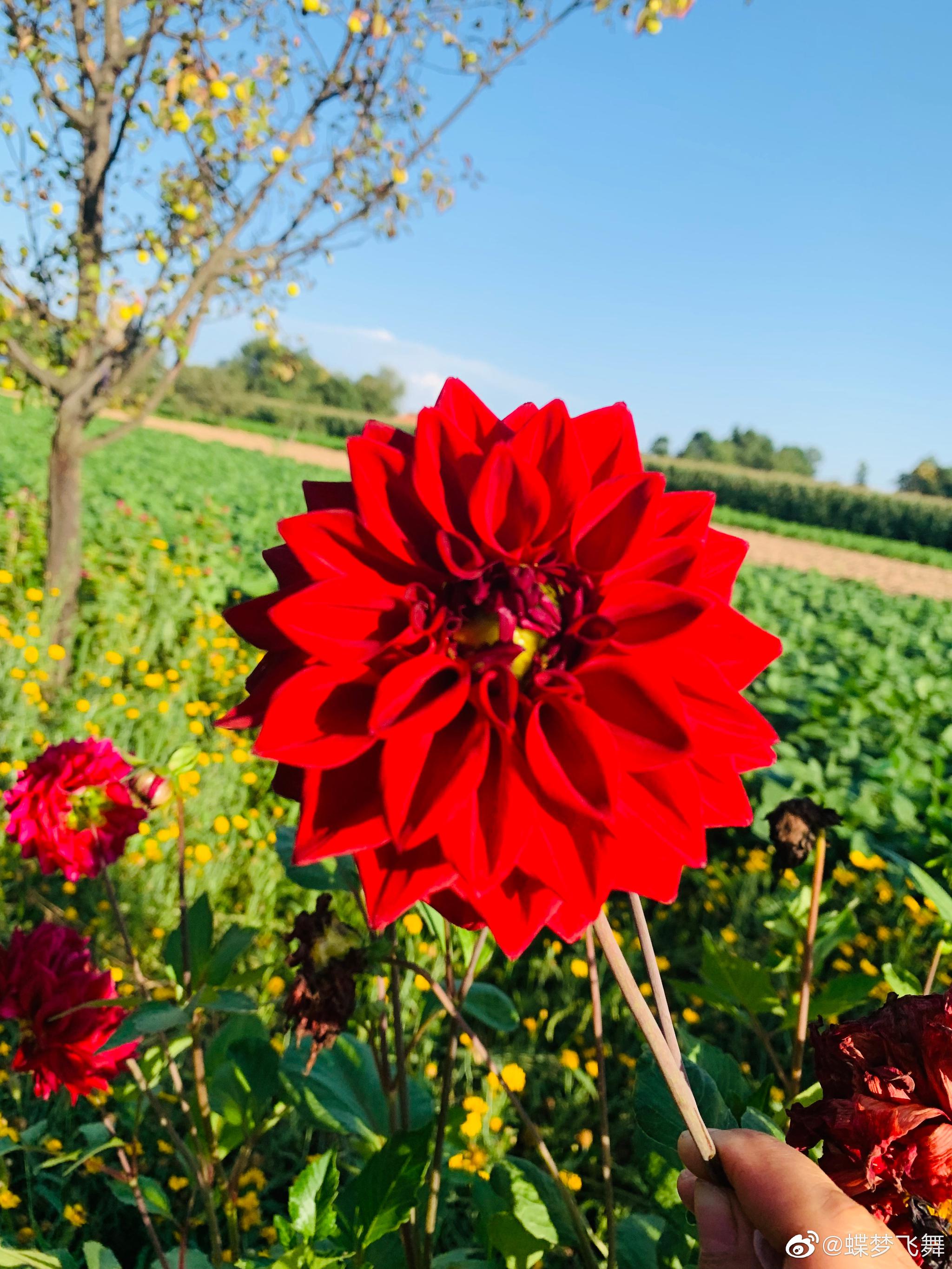 那盛开的花朵儿就像你像美丽可爱的笑脸
