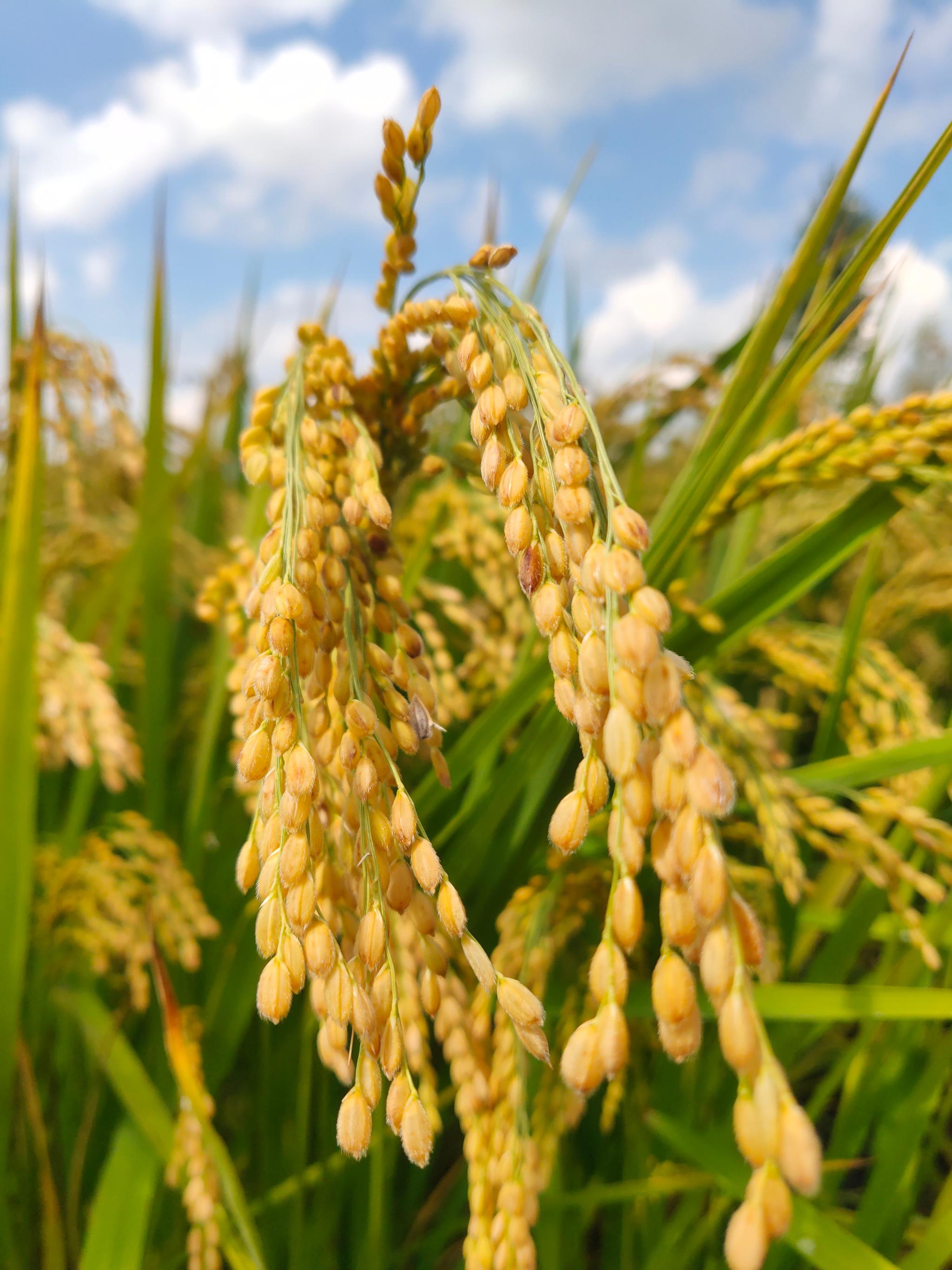 吉林省吉林市永吉县万昌镇位于北纬43°,是世界黄金水稻带的中央