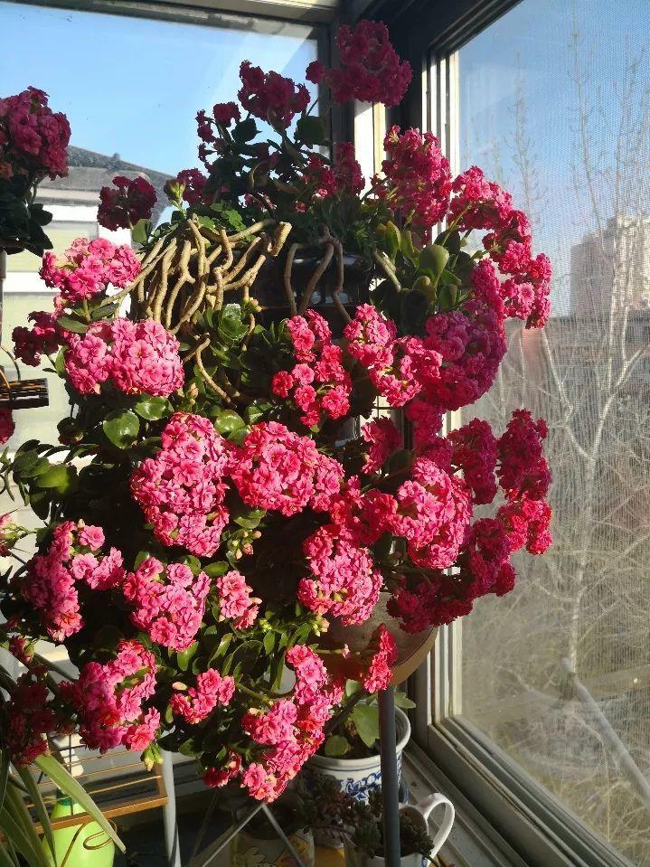 长寿花半年养成"长寿树",长成1米9大高个,真气派!|长寿花|长寿树|枝条