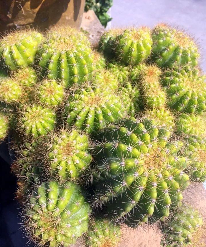 仙人球|生长点|小球_新浪新闻