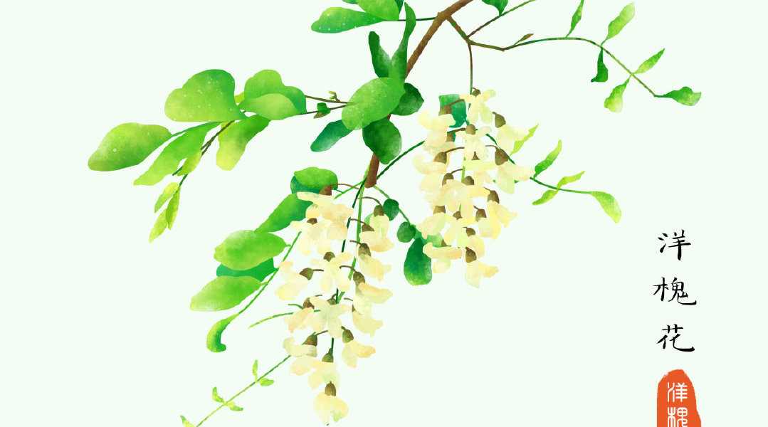 童年回忆满满的洋槐花,ps板绘水彩风格上色教程