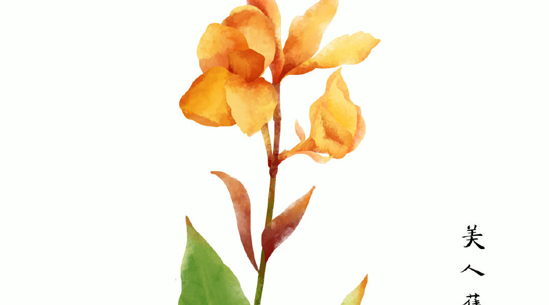 美人蕉,小清新水彩风格ps板绘教程,希望可以帮到初学的你