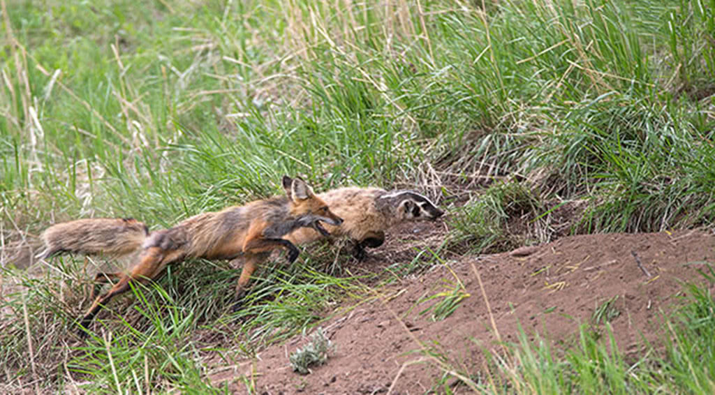 狗獾偷袭狐狸幼崽,被大狐狸堵在洞里暴揍,给平头哥丢脸了