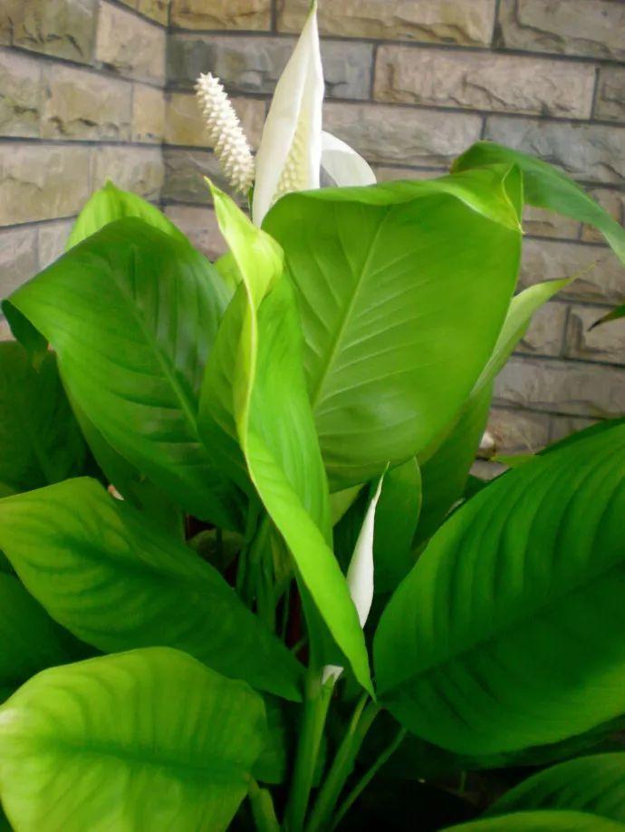 绿萝发财树吃点它叶子想绿就绿比脸还大