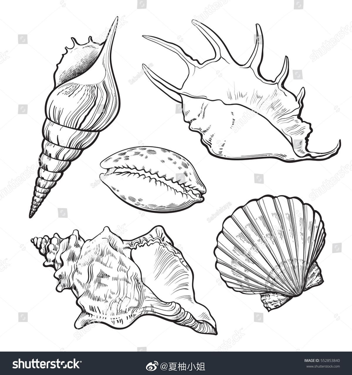 海洋系列线描,马住改天慢慢练