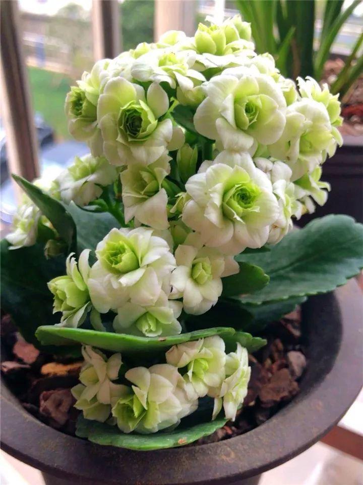 长寿花图片(长寿花图片 品种)