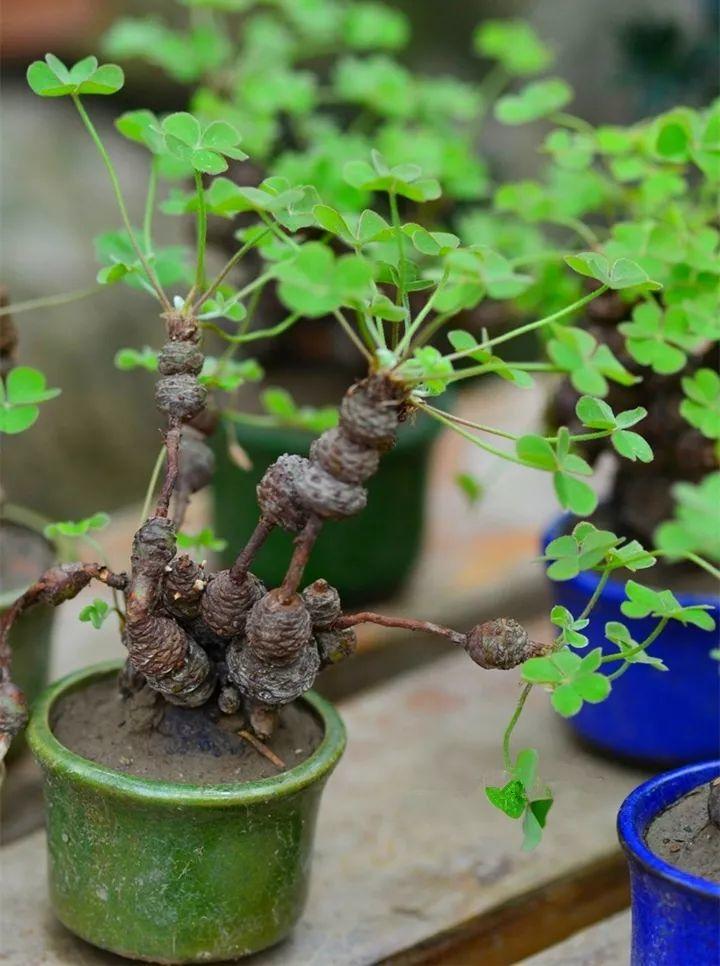 太阳花|朱顶红|碰碰香_新浪新闻