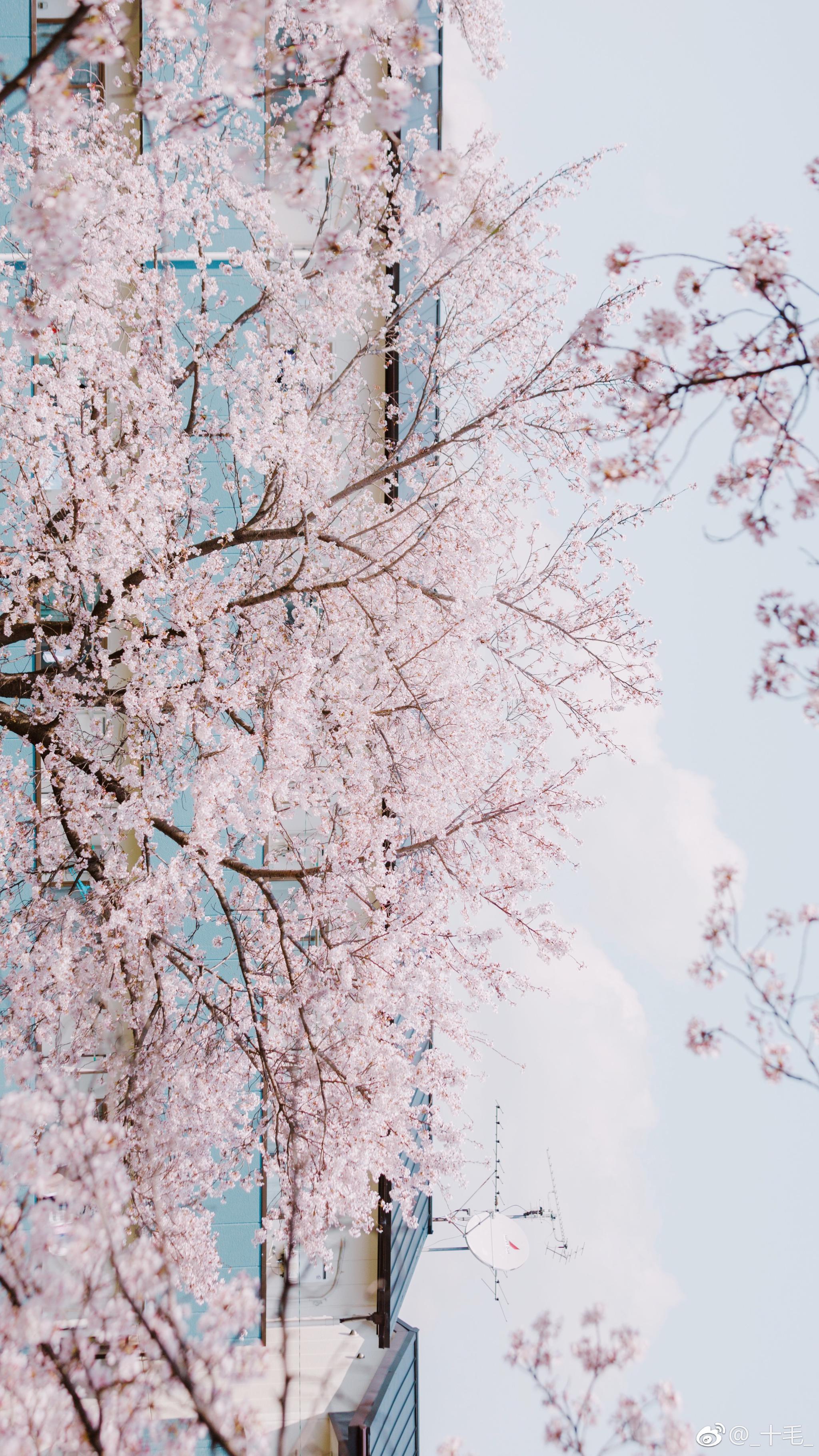 樱花海 | 奈良佐保川樱花满开by@_十毛