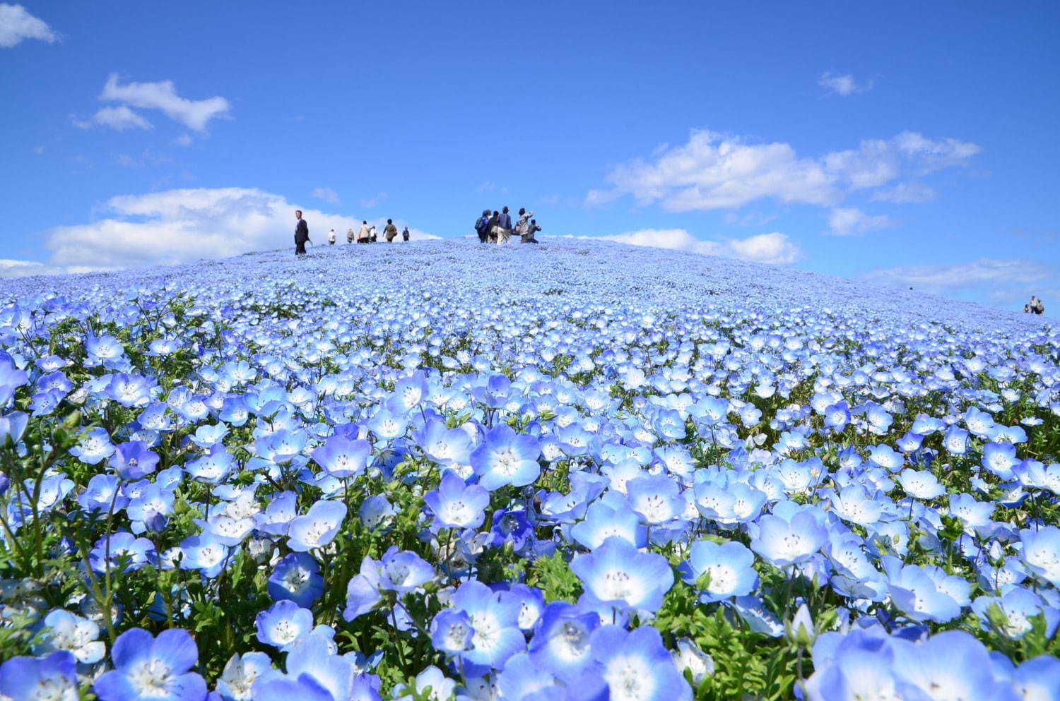 日本茨城县蓝白色粉蝶花 吼吼看 日本茨城县蓝白色粉蝶花 吼吼看