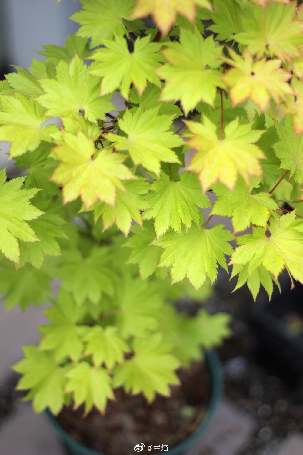 秋月和金隐这个季节的表现非常精彩期待月升