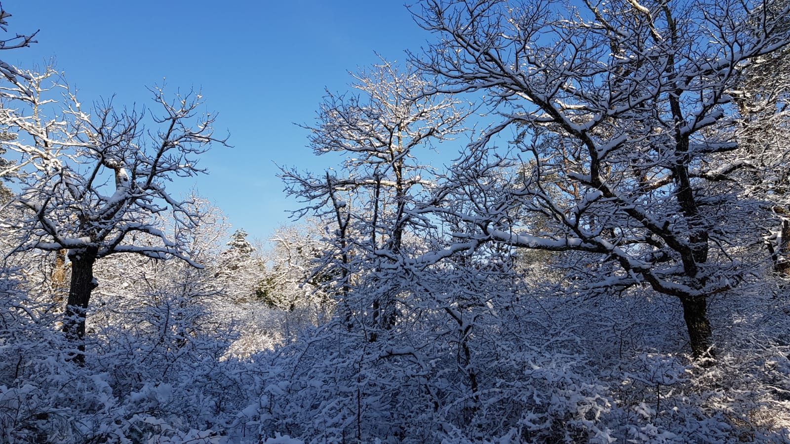 雪天的枫丹白露森林真的很美