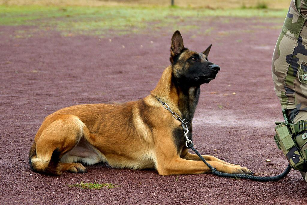 法国陆军在圣西尔军事专科学校的军犬部队学员进行射击训练