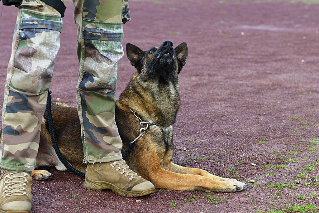 法国陆军在圣西尔军事专科学校的军犬部队学员进行射击训练