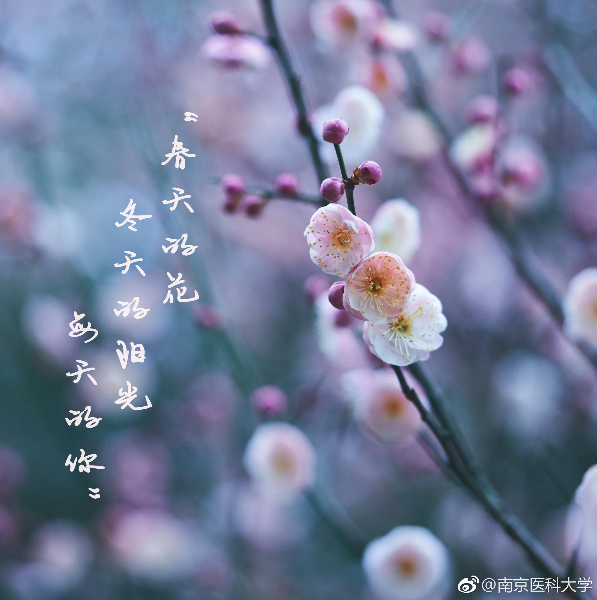 我心里有一簇迎着寒风而生的花,比一切美酒都要芬芳|刘寒|陈正阳|李祎|芬芳|王畅_新浪新闻