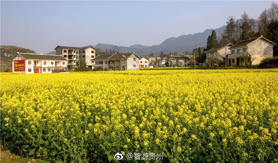 被誉为"遵义市后花园"的松林镇油菜花开了,你就不想来贵州看看