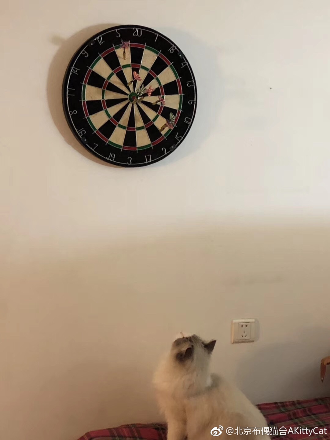 盗小猫家长图~大人玩的游戏怎么能少了本喵当