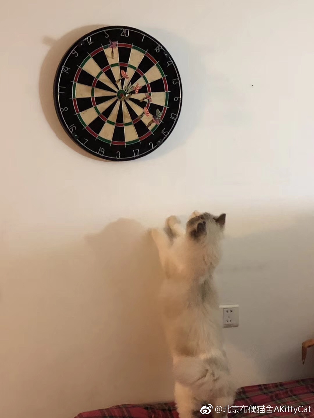 盗小猫家长图~大人玩的游戏怎么能少了本喵当