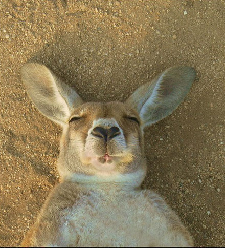 袋鼠的睡相是这样式儿的~工