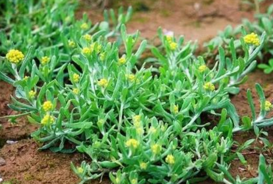 农村这种草十分常见可以做好吃的青团还有药用价值