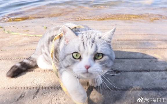 主人带着猫咪去看海 猫咪却老想着下海抓鱼 果真是见过世面的喵