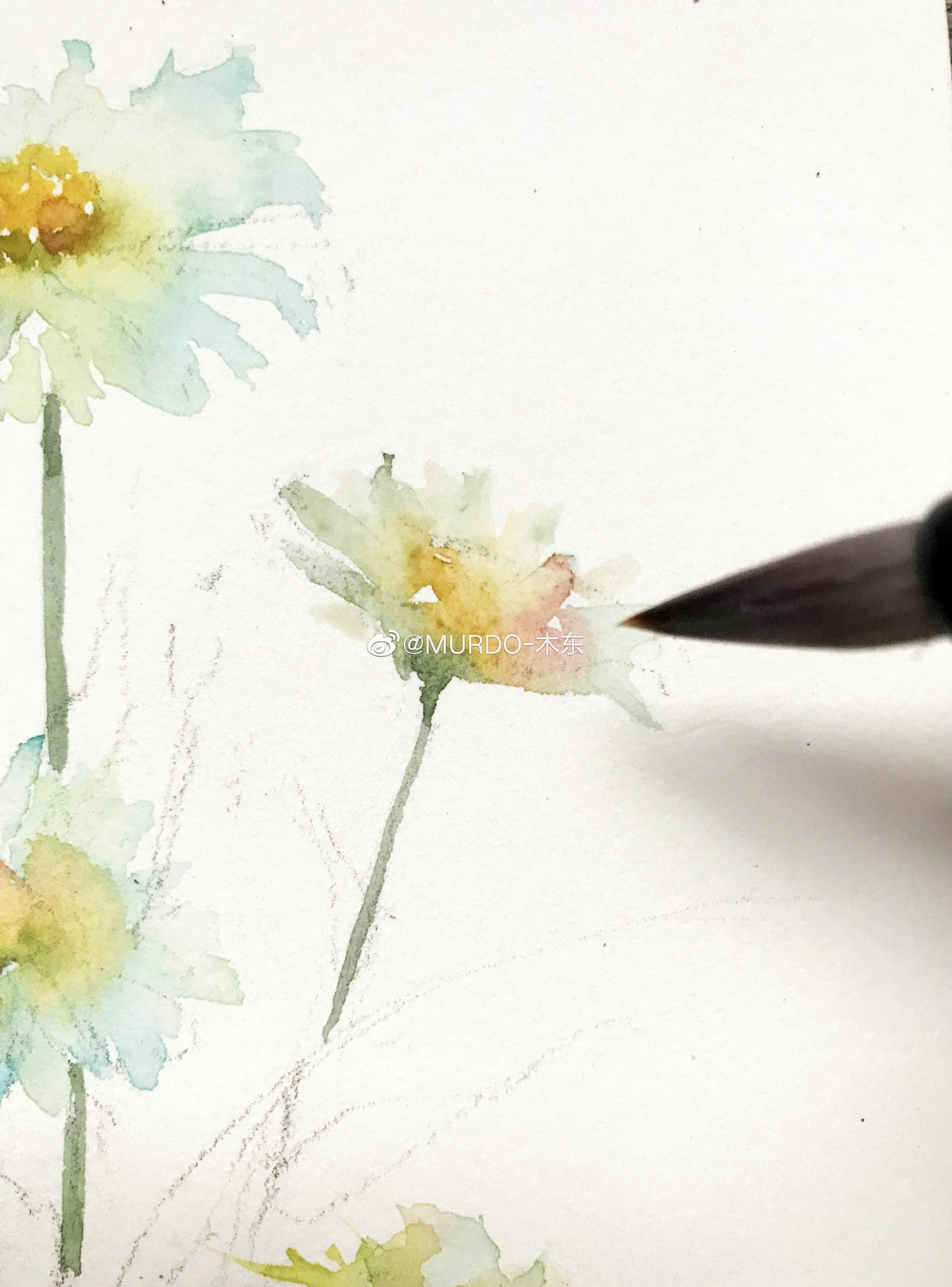 写意大滨菊,水彩速写