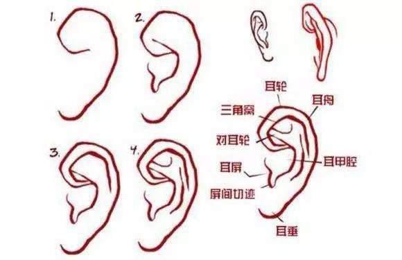 面相学:教你如何通过耳朵看一个人
