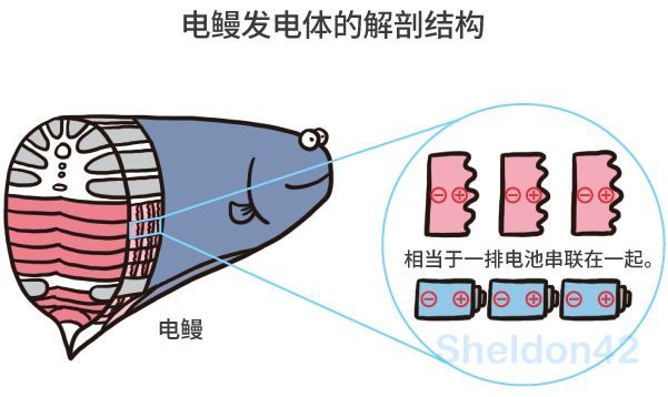 电鳗为什么会发电?