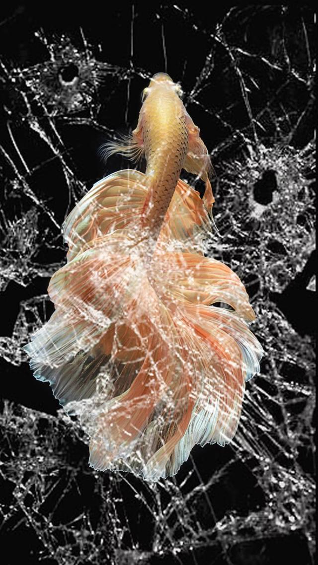 iphone碎屏壁纸高清无水印 30张以假乱真碎屏锁屏壁纸大全__财经头条