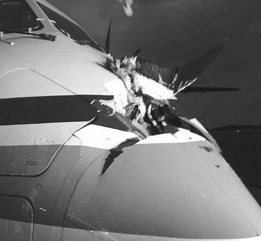 体态轻盈的小鸟与飞机相撞是以卵击石吗?