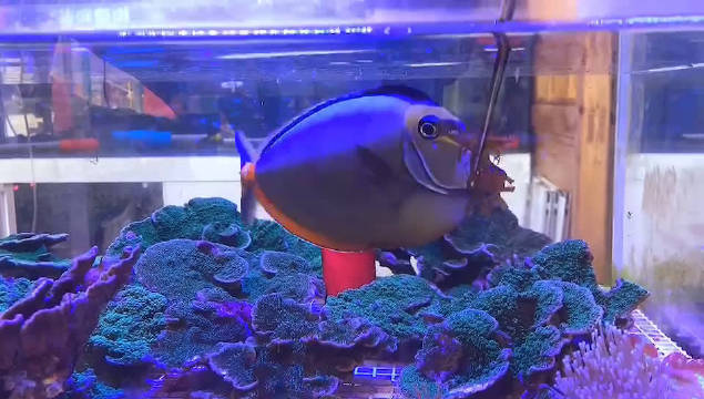 如此可爱的海水鱼