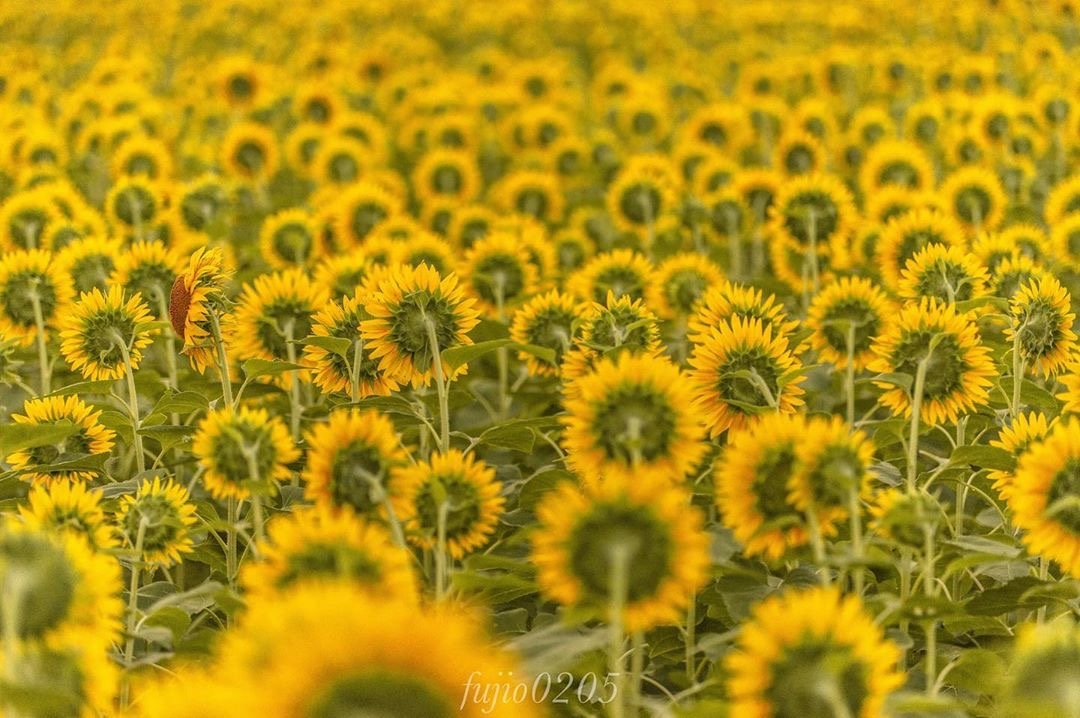 ins上爆红的向日葵作品ins:fujio0205