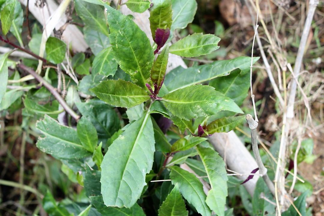 农村特色的山野菜一年四季生长旺盛农民起名为猪血蔬菜