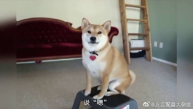如何让动物跟着你开口说话 这简直是灵魂调教师 如何让动物跟着你开口说话 这简直是灵魂调教师