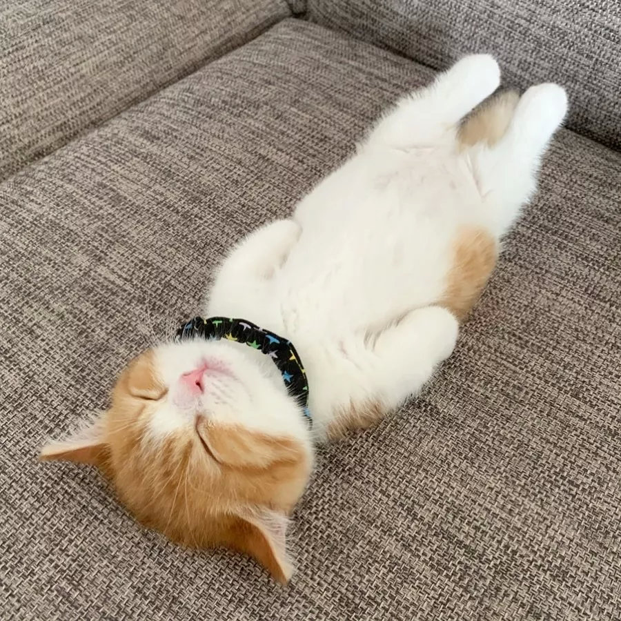 日本一小奶猫成精,睡姿萌化网友:这猫怎么比我还像人?