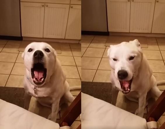 狗狗共有6种不同的叫声,你听过几种?