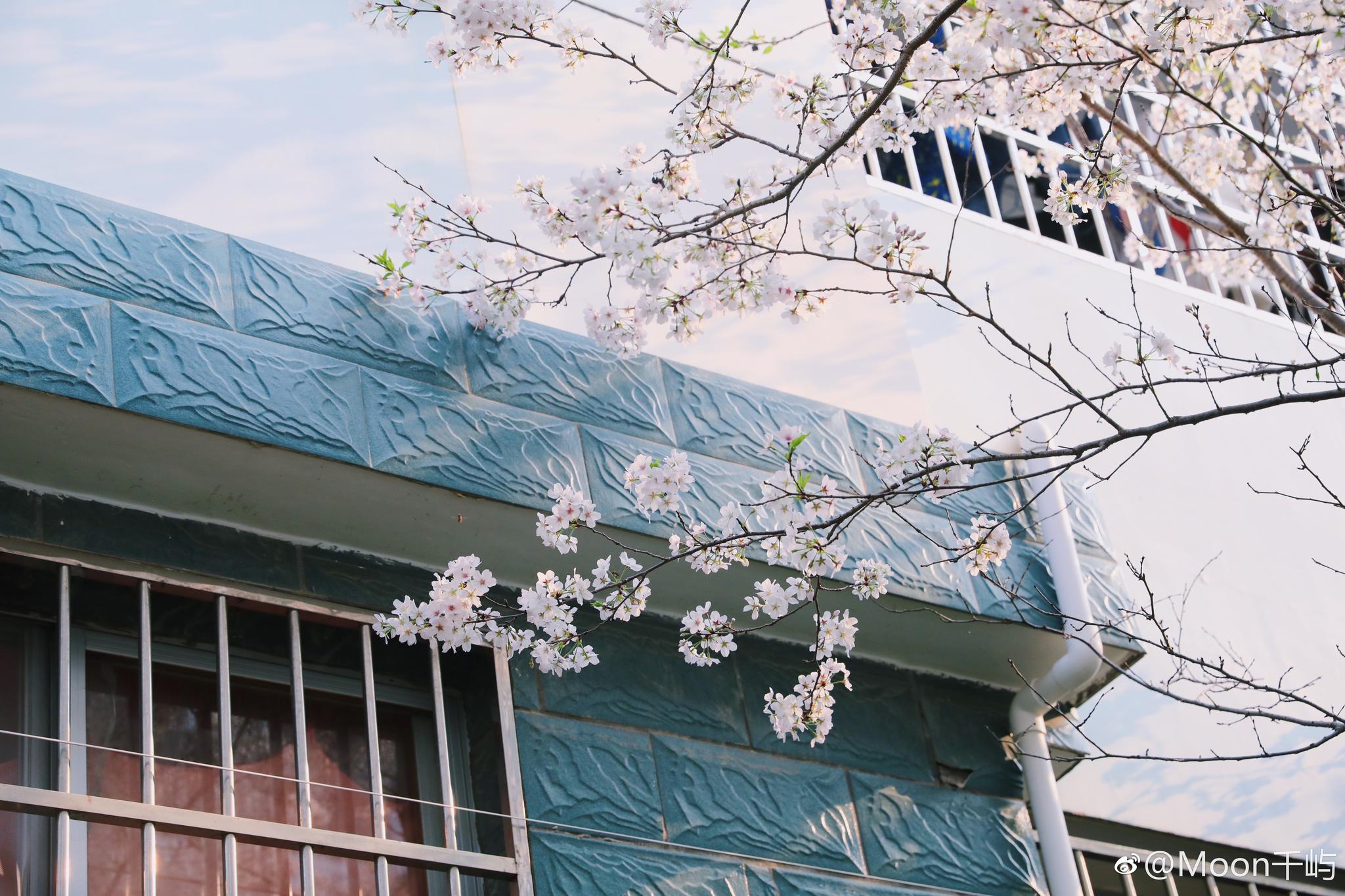 二中樱花,风一吹,整个学校飘满了樱花,上课放学走路上