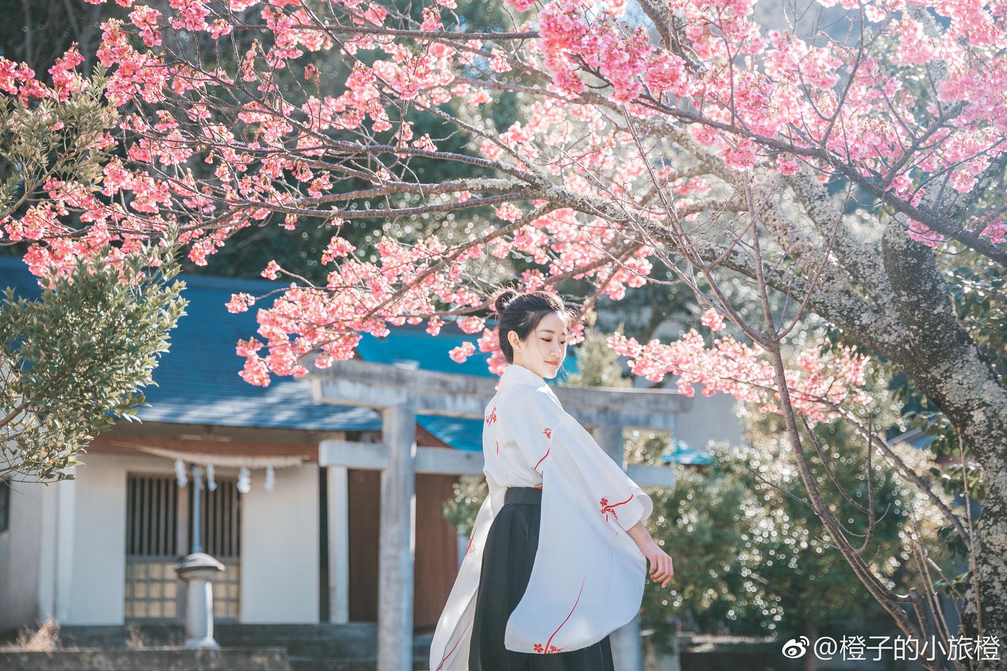 日本早樱攻略|寺庙|土肥|伊豆|樱花|三岛_新浪新闻