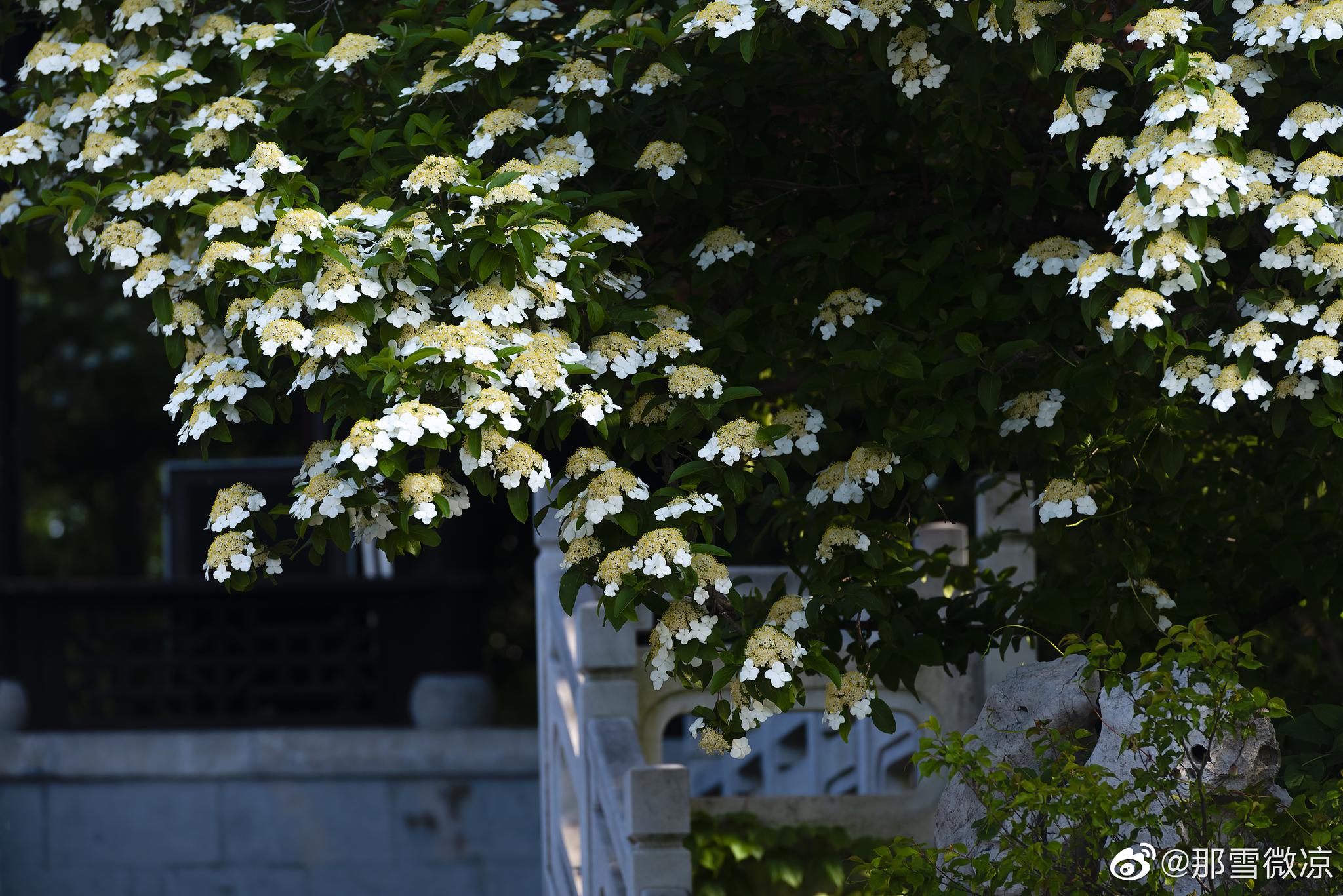 维扬一枝花,四海无同类……扬州·琼花