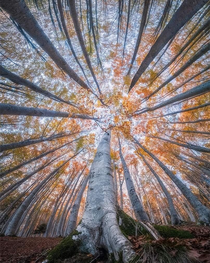 仰拍森林的神奇之美意大利摄影师 manuelo bececco