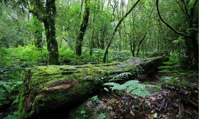 石门峡,茶马古道,金山原始森林,土司府神秘哀牢山 美丽红河谷