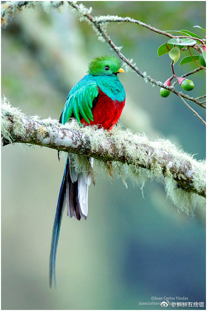 危地马拉的自由灵魂:格查尔鸟