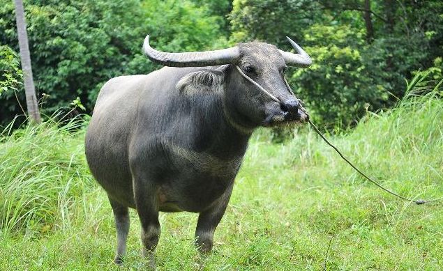 "冬在头冻死老牛;冬在中单衣过冬"啥意思?今冬天气是哪种?