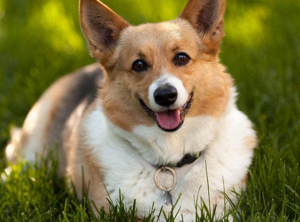 小狗|宠物狗|家养_新浪新闻