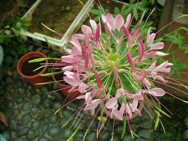 醉蝶花的花期很长,非常适合在院子里养殖,尤其是成片的种植