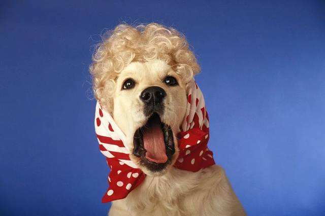 狗狗共有6种不同的叫声,你听过几种?