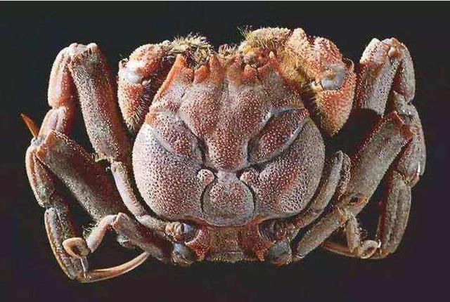 身为平氏分支的北条家在源平合战中为什么全力支持源赖朝